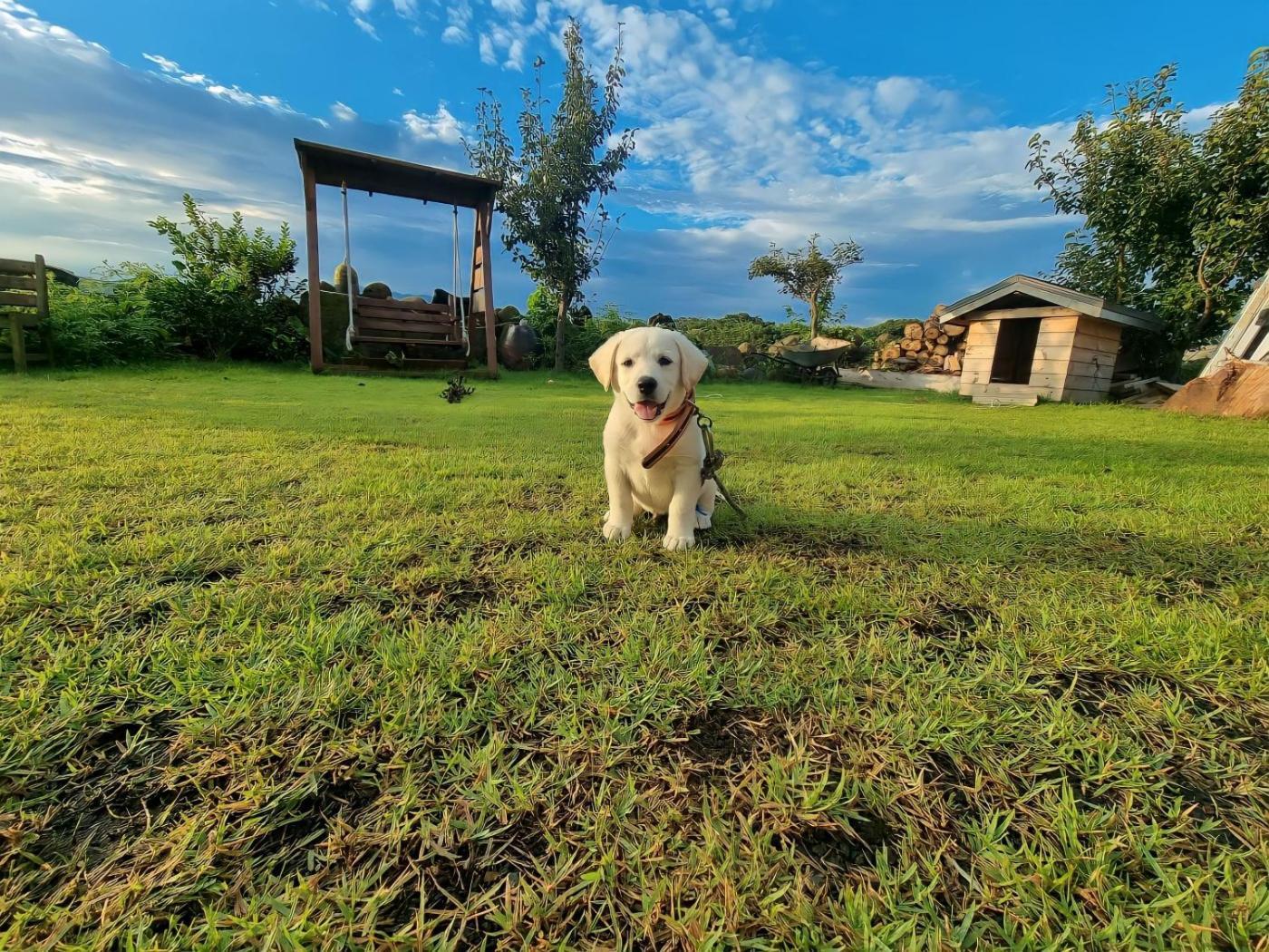 나무집 게스트하우스 Čedžu Exteriér fotografie